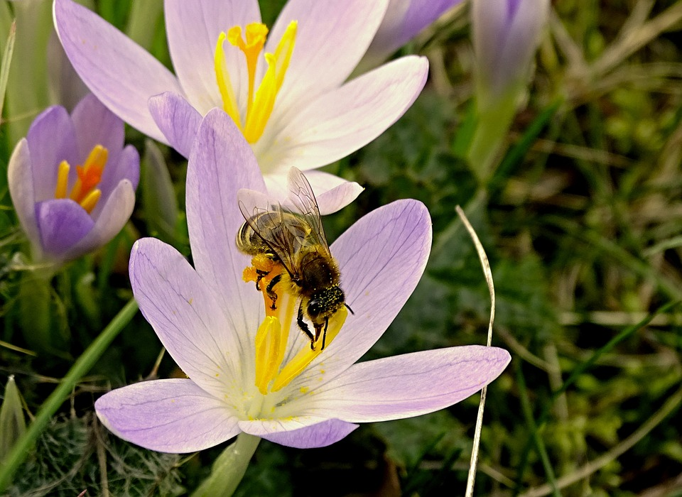 Abeille et crocus