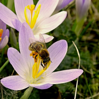 Abeille et crocus