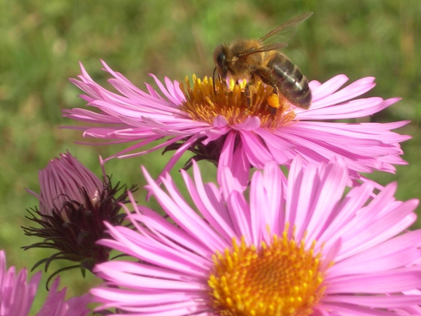 Abeille sur aster bleue