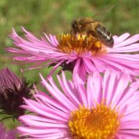 Abeille sur aster bleue