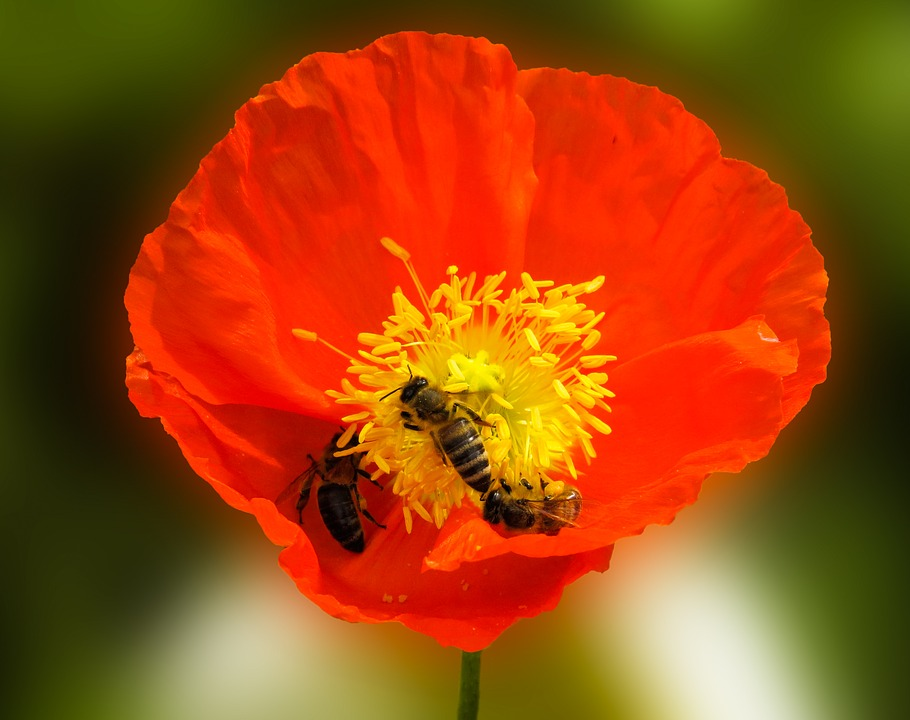 Abeilles et coquelicot