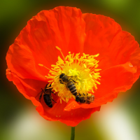 Abeilles et coquelicot