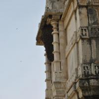 En Inde (1) sur une architecture magnifique l'essaim est posé