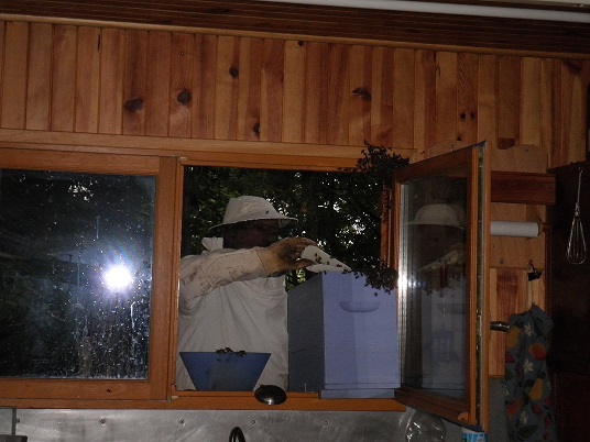 Essaim à la cabane de chasse à Hotonnes 3