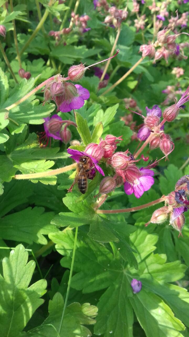 GERANIUM