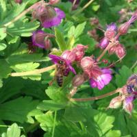 GERANIUM