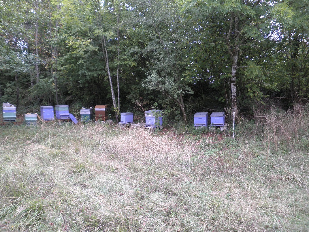 Le rucher à Hotonnes