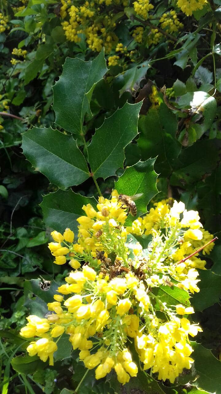 MAHONIA