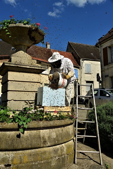 Un essaim à Condé-en-Brie (2)