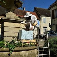 Un essaim à Condé-en-Brie (2)